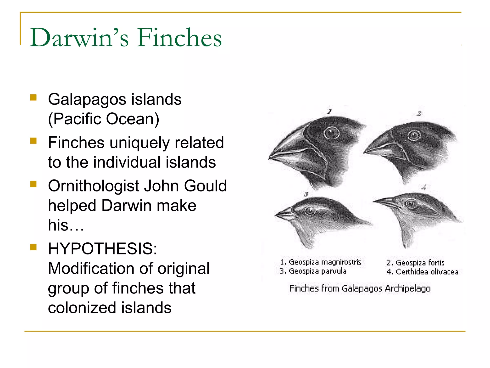 Darwin’s Finches
 Galapagos islands
(Pacific Ocean)
 Finches uniquely related
to the individual islands
 Ornithologist John Gould
helped Darwin make
his…
 HYPOTHESIS:
Modification of original
group of finches that
colonized islands
 