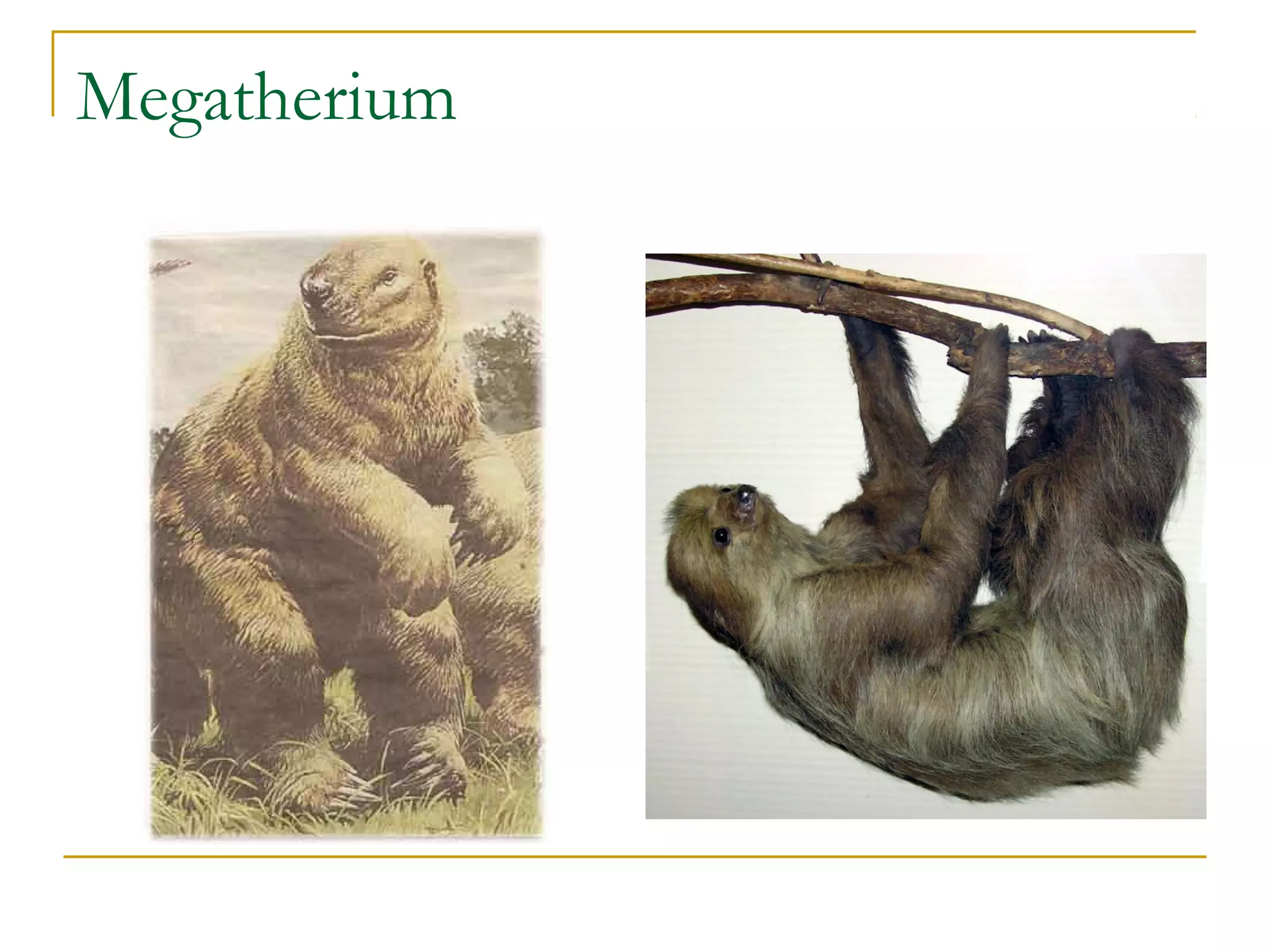 Megatherium
 