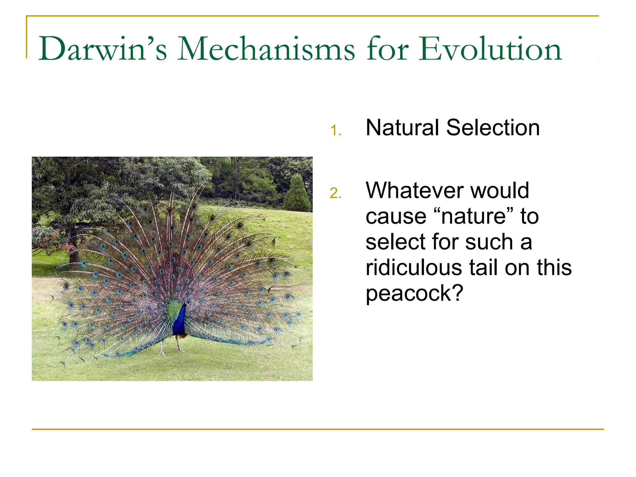 Darwin’s Mechanisms for Evolution
1. Natural Selection
2. Whatever would
cause “nature” to
select for such a
ridiculous tail on this
peacock?
 