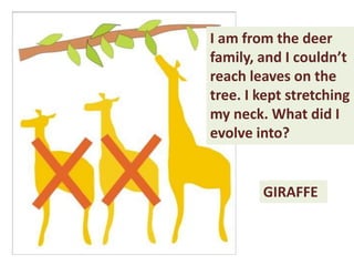 I am from the deer
family, and I couldn’t
reach leaves on the
tree. I kept stretching
my neck. What did I
evolve into?
GIRAFFE
 