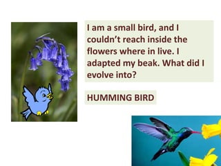 I am a small bird, and I
couldn’t reach inside the
flowers where in live. I
adapted my beak. What did I
evolve into?
HUMMING BIRD
 