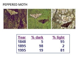 PEPPERED MOTH
 