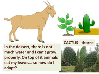 In the dessert, there is not
much water and I can’t grow
properly. On top of it animals
eat my leaves… so how do I
adapt?
CACTUS - thorns
 