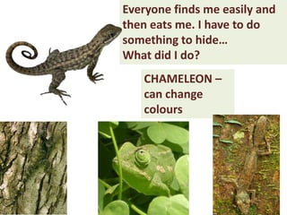 Everyone finds me easily and
then eats me. I have to do
something to hide…
What did I do?
CHAMELEON –
can change
colours
 