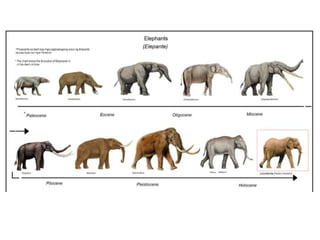Evolution   for kids