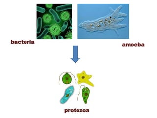 bacteria
amoeba
protozoa
 