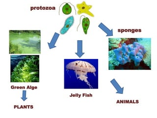 Jelly Fish
sponges
protozoa
Green Alge
PLANTS
ANIMALS
 