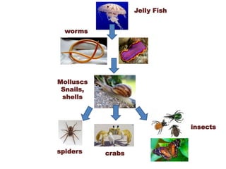 Jelly Fish
worms
Molluscs
Snails,
shells
spiders crabs
insects
 