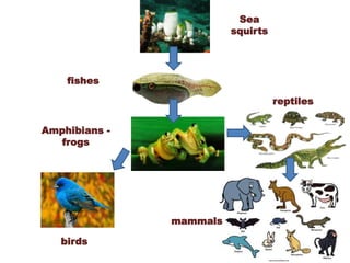 Sea
squirts
fishes
Amphibians -
frogs
birds
reptiles
mammals
 