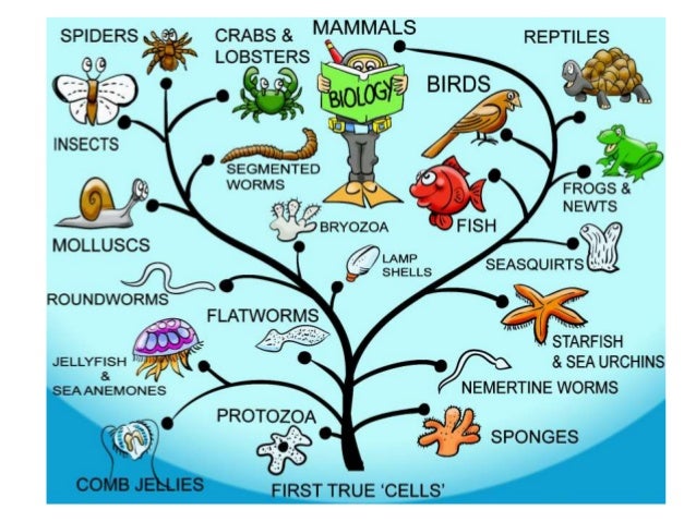 Evolution for kids
The Evolution Of Man For Kids