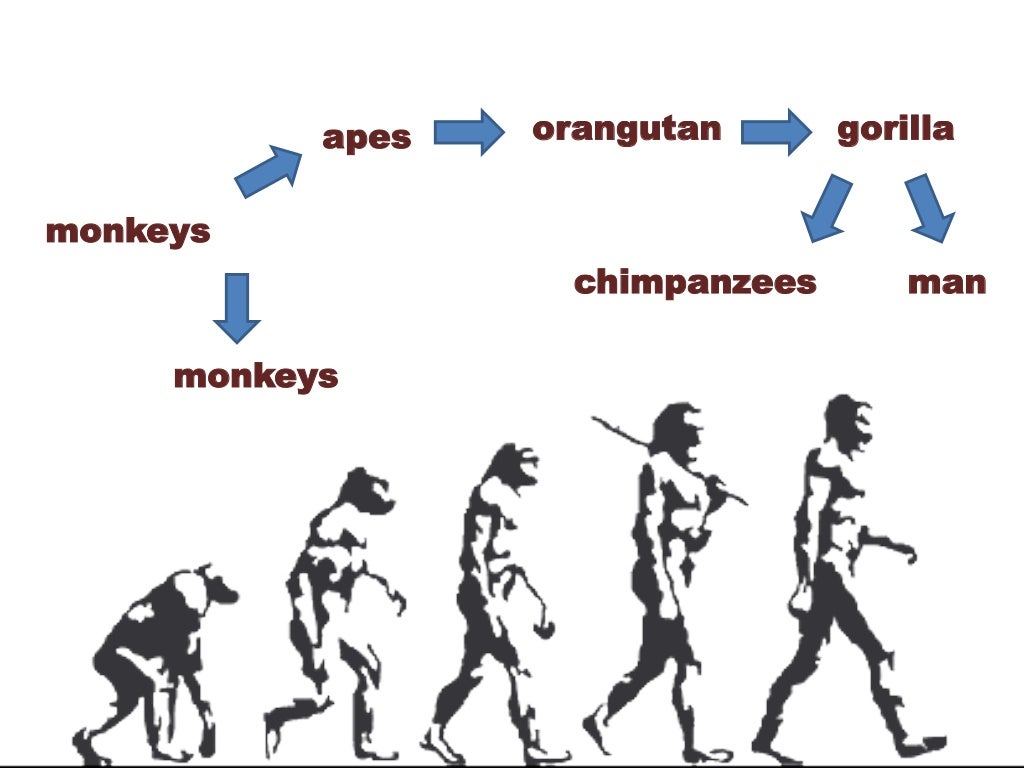 Evolution for kids