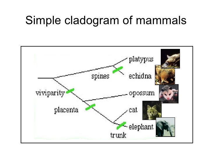 platypus evolution tree platypus evolution tree
