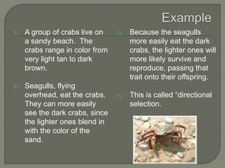 1) A group of crabs live on
a sandy beach. The
crabs range in color from
very light tan to dark
brown.
2) Seagulls, flying
overhead, eat the crabs.
They can more easily
see the dark crabs, since
the lighter ones blend in
with the color of the
sand.
3) Because the seagulls
more easily eat the dark
crabs, the lighter ones will
more likely survive and
reproduce, passing that
trait onto their offspring.
4) This is called “directional
selection.
 