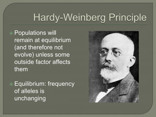  Populations will
remain at equilibrium
(and therefore not
evolve) unless some
outside factor affects
them
 Equilibrium: frequency
of alleles is
unchanging
 