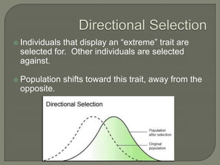  Individuals that display an “extreme” trait are
selected for. Other individuals are selected
against.
 Population shifts toward this trait, away from the
opposite.
 