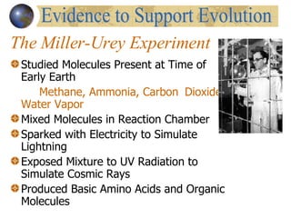The Miller-Urey Experiment Studied Molecules Present at Time of Early Earth Methane, Ammonia, Carbon  Dioxide, Water Vapor Mixed Molecules in Reaction Chamber Sparked with Electricity to Simulate Lightning Exposed Mixture to UV Radiation to Simulate Cosmic Rays Produced Basic Amino Acids and Organic Molecules Evidence to Support Evolution 