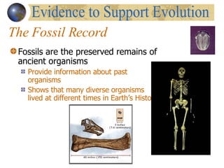The Fossil Record Fossils are the preserved remains of ancient organisms Provide information about past organisms Shows that many diverse organisms lived at different times in Earth’s History Evidence to Support Evolution                                      
