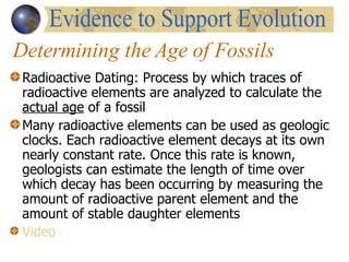 Determining the Age of Fossils Radioactive Dating: Process by which traces of radioactive elements are analyzed to calculate the  actual age  of a fossil Many radioactive elements can be used as geologic clocks. Each radioactive element decays at its own nearly constant rate. Once this rate is known, geologists can estimate the length of time over which decay has been occurring by   measuring the amount of radioactive parent element and the amount of stable daughter elements  Video Evidence to Support Evolution 