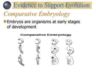 Comparative Embryology Embryos are organisms at early stages of development  Evidence to Support Evolution 