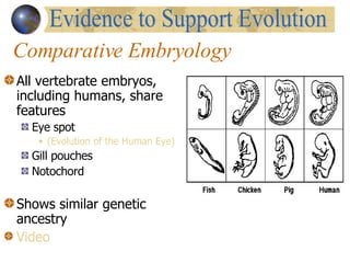 Comparative Embryology All vertebrate embryos, including humans, share features Eye spot  (Evolution of the Human Eye) Gill pouches Notochord Shows similar genetic  ancestry Video Evidence to Support Evolution 