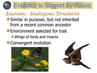 Anatomy: Analogous Structures Similar in purpose, but not inherited from a recent common ancestor Environment selected for trait Wings of birds and insects Convergent evolution  Evidence to Support Evolution 