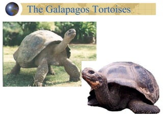 The Galapagos Tortoises 