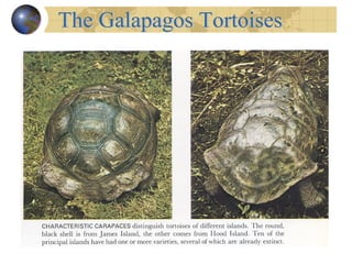 The Galapagos Tortoises 