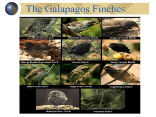 The Galapagos Finches 