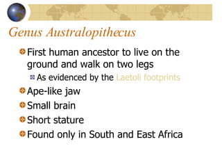 Genus Australopithecus First human ancestor to live on the ground and walk on two legs As evidenced by the  Laetoli footprints Ape-like jaw Small brain Short stature Found only in South and East Africa 