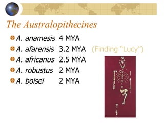 The Australopithecines A. anamesis 4 MYA A. afarensis 3.2 MYA (Finding “Lucy”) A. africanus 2.5 MYA A. robustus 2 MYA  A. boisei 2 MYA 