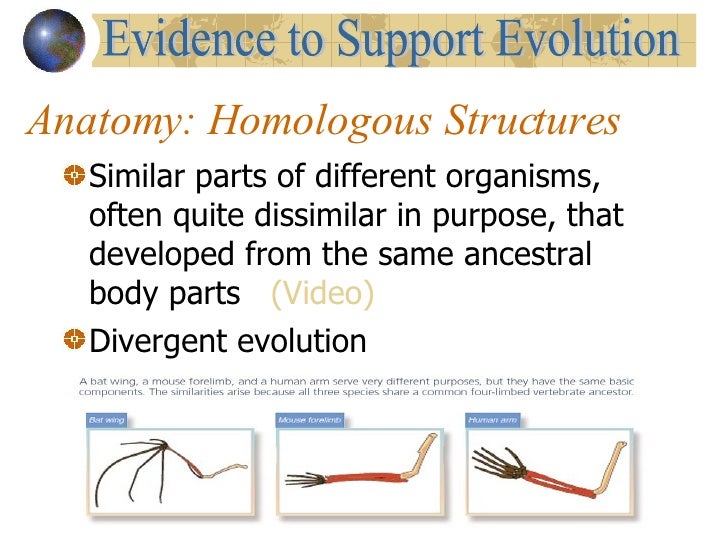 How do homologous structures support evolution?