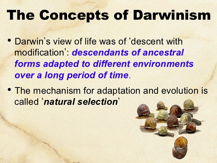 Difference Between Evolution Adaptation And Natural Selection Difference Between Evolution Adaptation And Natural Selection