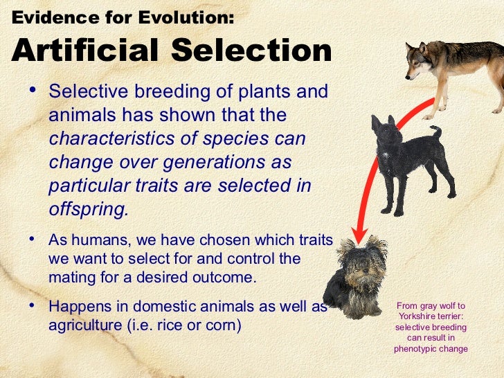 How Do Species Evolve Through Natural Selection How Do Species Evolve Through Natural Selection