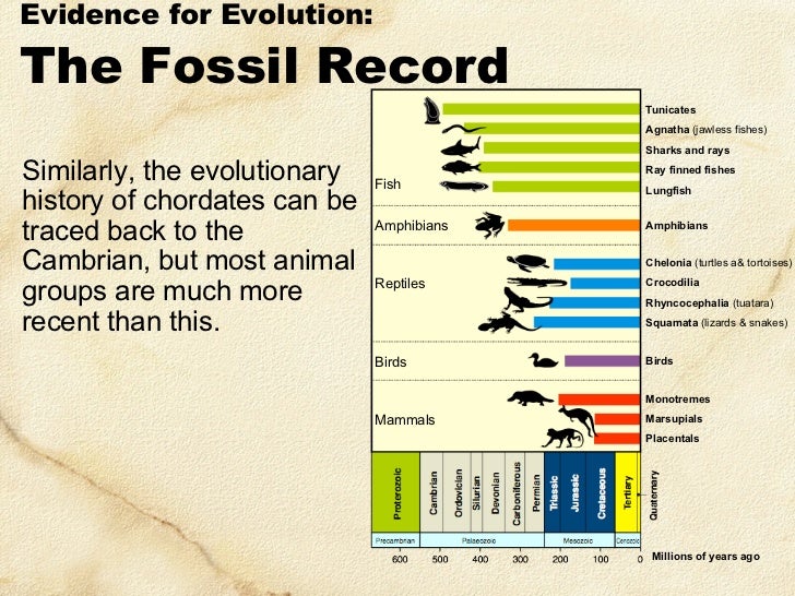 The Evidence For Evolution By Natural Selection The Evidence For Evolution By Natural Selection
