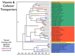 Evolution of gene family size change in fungi | PDF