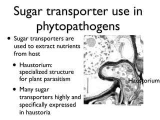 Evolution of gene family size change in fungi | PDF