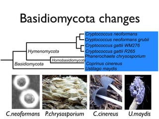 Evolution of gene family size change in fungi | PDF