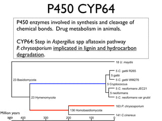 Evolution of gene family size change in fungi | PDF