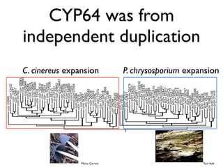 Evolution of gene family size change in fungi | PDF