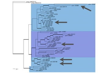 Evolution of gene family size change in fungi | PDF