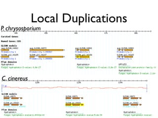 Evolution of gene family size change in fungi | PDF