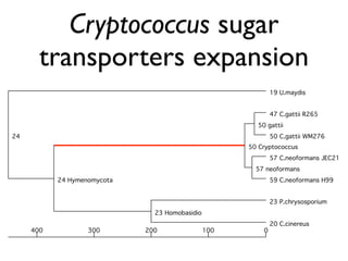 Evolution of gene family size change in fungi | PDF