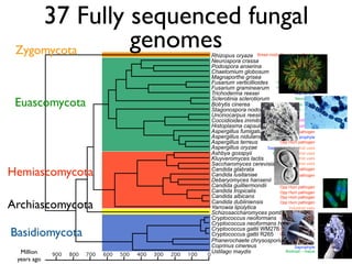 Evolution of gene family size change in fungi | PDF