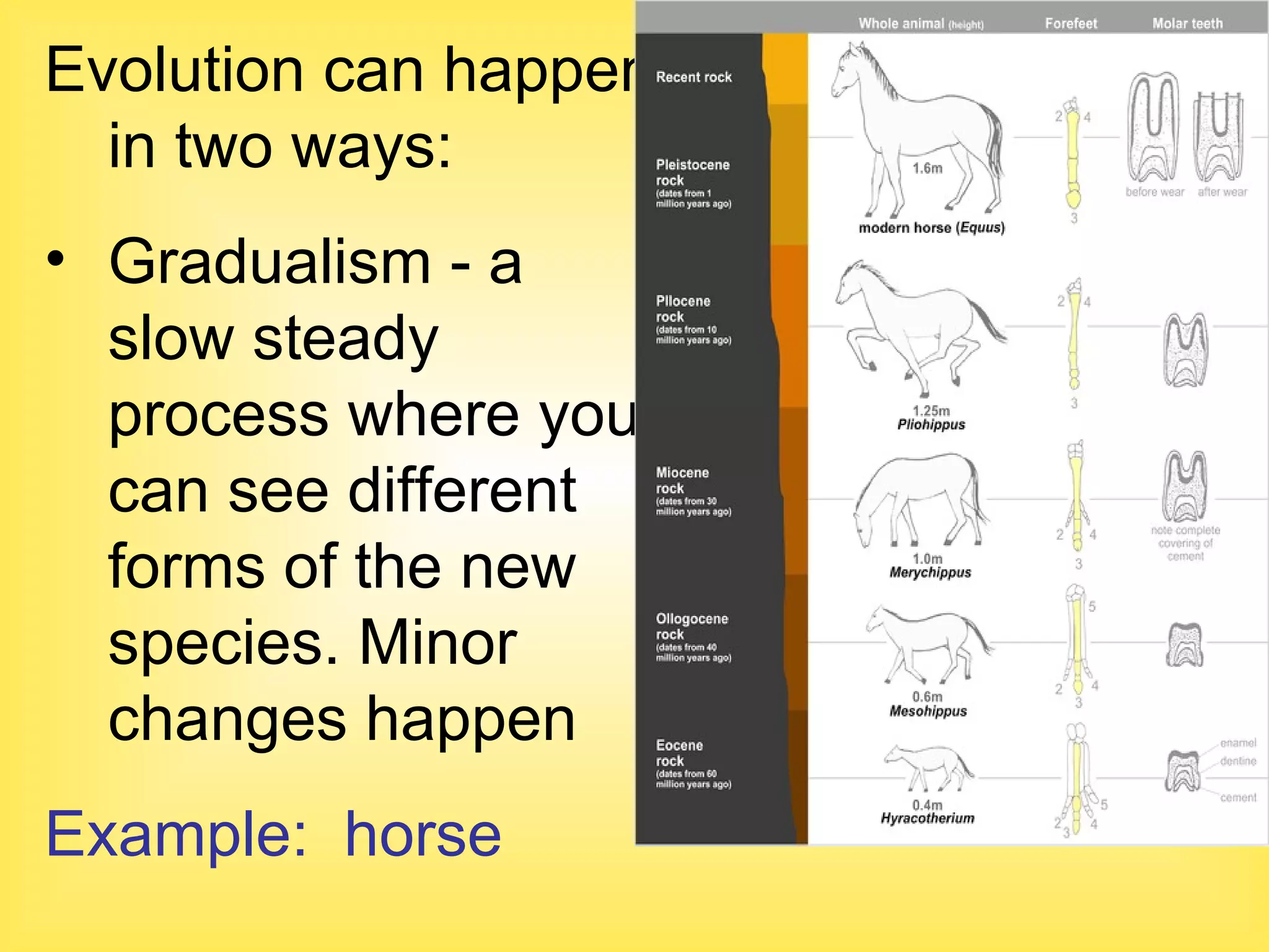 Evolution can happen in two ways: Gradualism - a slow steady process where you can see different forms of the new species. Minor changes happen Example:  horse 