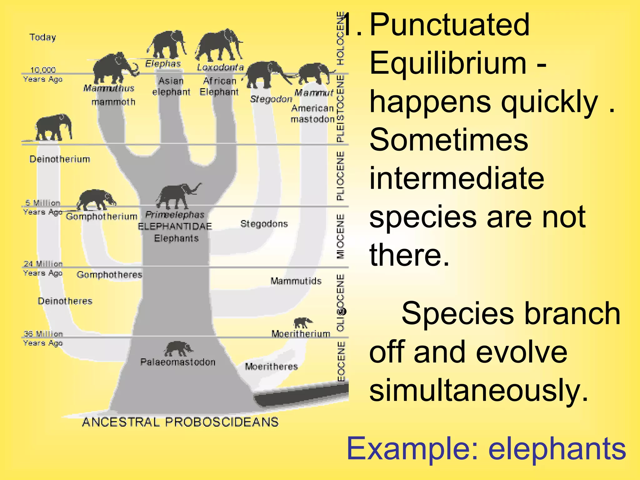 Punctuated Equilibrium - happens quickly .  Sometimes intermediate species are not there.  Species branch off and evolve simultaneously. Example: elephants 