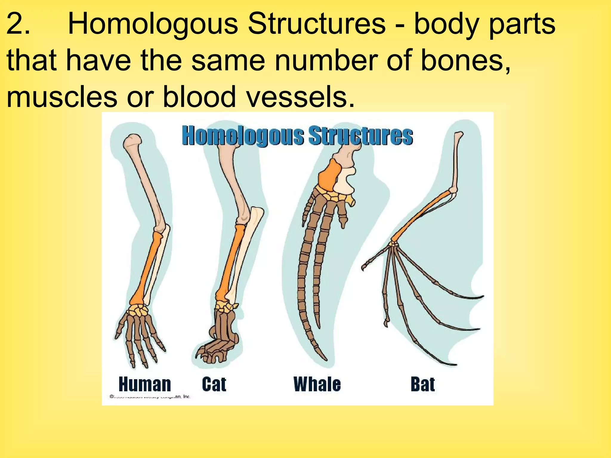 2. Homologous Structures - body parts that have the same number of bones, muscles or blood vessels. 