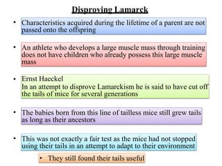 Disproving Lamarck
• Characteristics acquired during the lifetime of a parent are not
passed onto the offspring
• An athlete who develops a large muscle mass through training
does not have children who already possess this large muscle
mass
• Ernst Haeckel
In an attempt to disprove Lamarckism he is said to have cut off
the tails of mice for several generations
• The babies born from this line of tailless mice still grew tails
as long as their ancestors
• This was not exactly a fair test as the mice had not stopped
using their tails in an attempt to adapt to their environment
• They still found their tails useful
 