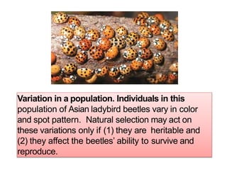 Variation in a population. Individuals in this
population of Asian ladybird beetles vary in color
and spot pattern. Natural selection may act on
these variations only if (1) they are heritable and
(2) they affect the beetles’ ability to survive and
reproduce.
 