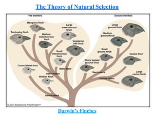 The Theory of Natural Selection
Darwin’s Finches
 