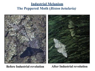 Industrial Melanism
The Peppered Moth (Biston betularia)
Before Industrial revolution After Industrial revolution
 
